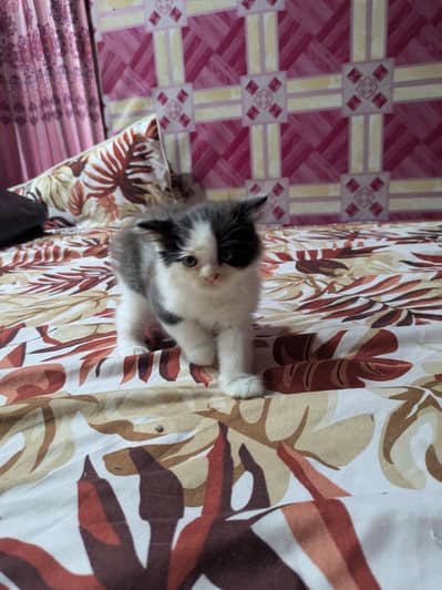 Persian