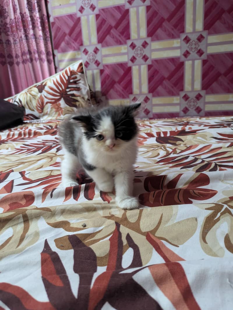 Persian 0