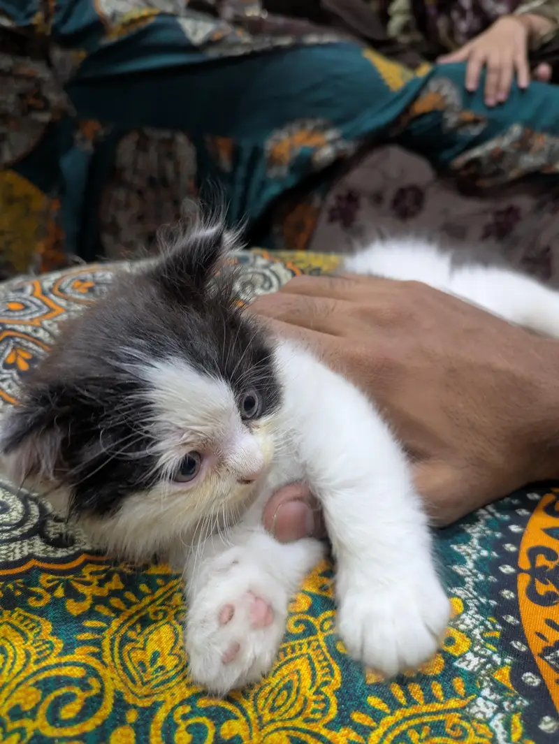 Persian — photo 2