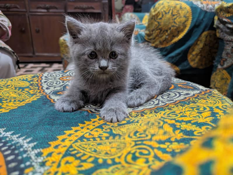 Persian 2