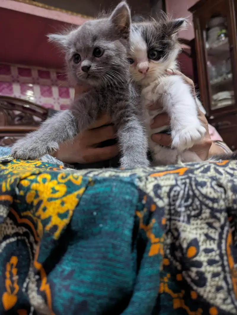 Persian — photo 4