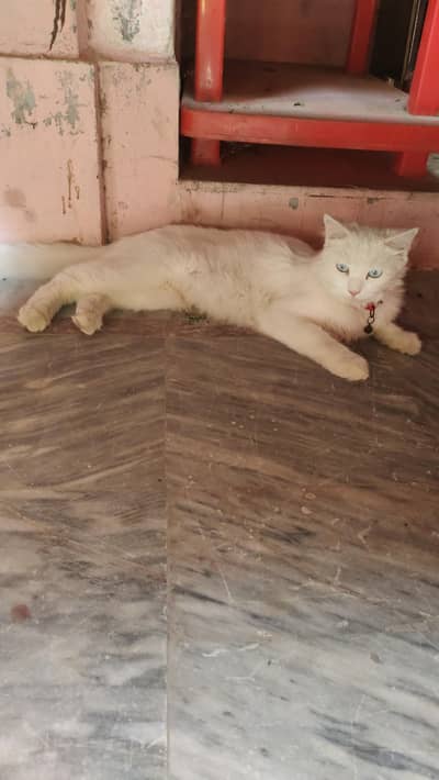 humne cat sale karni hai