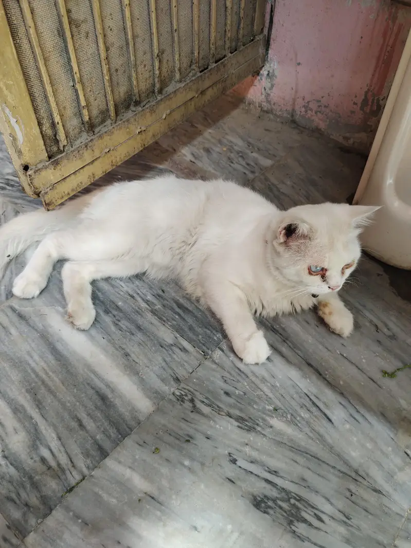 humne cat sale karni hai — photo 2