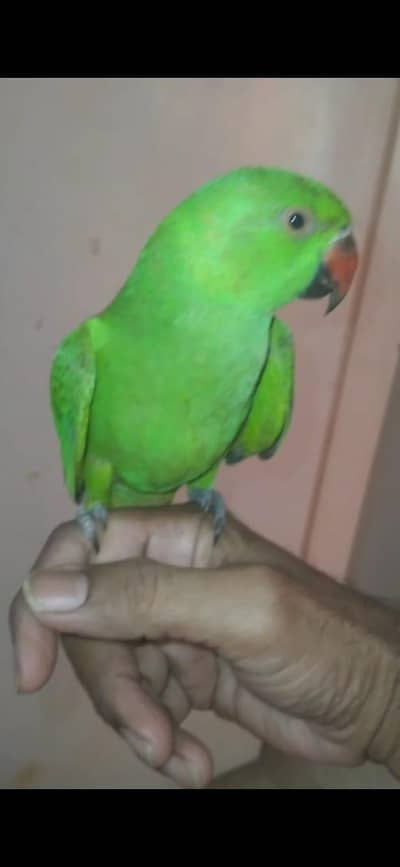 ringneck breader and patha available hand tamed patha