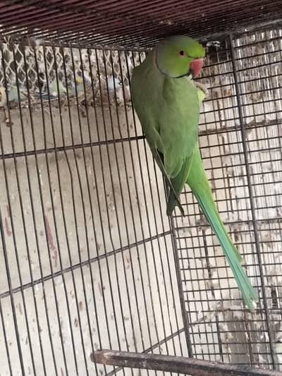 ringneck breader pair
