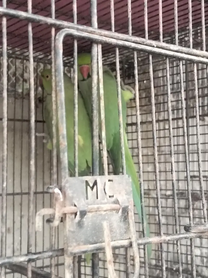 ringneck breader and patha available hand tamed patha — photo 3