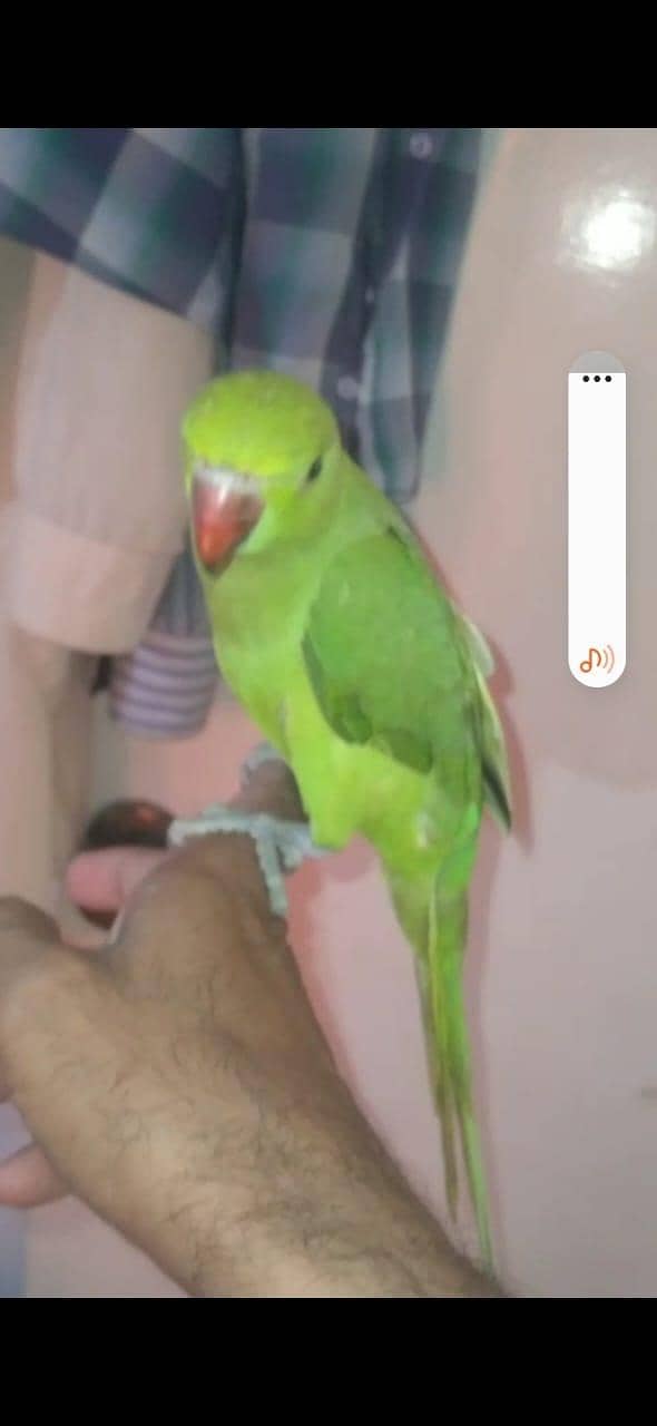 ringneck breader pair 2