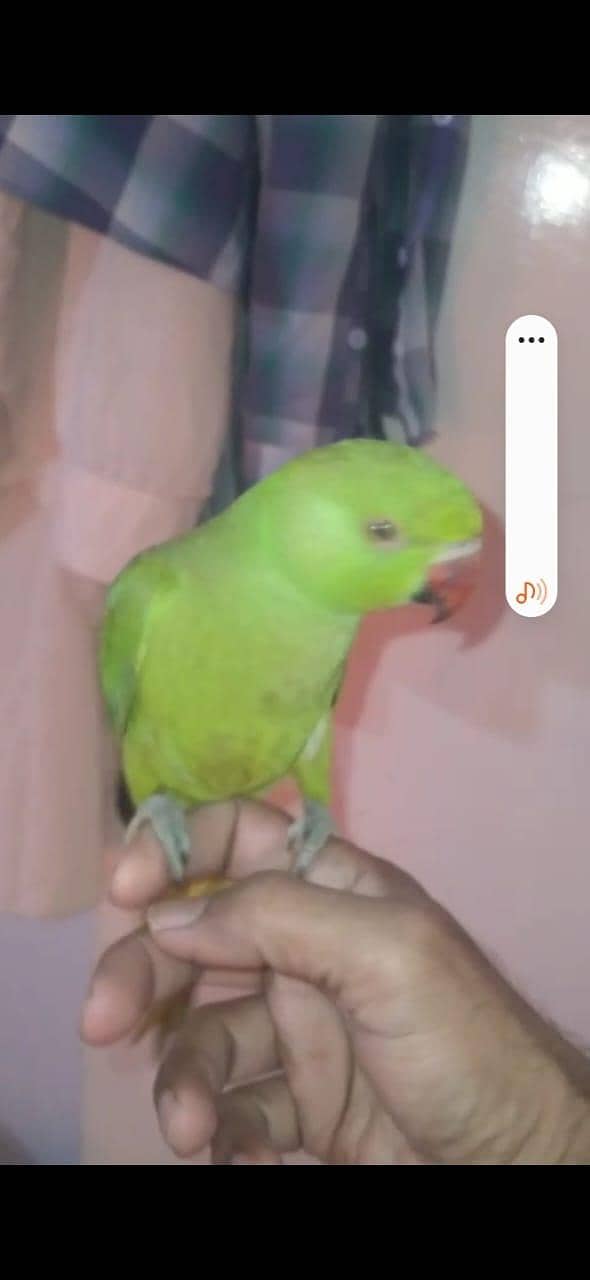 ringneck breader pair 3