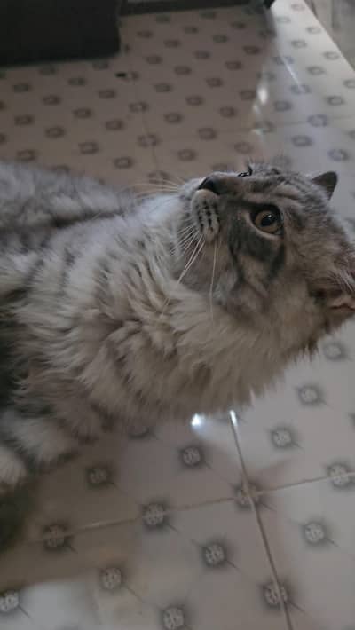 Persian Cat for Sell