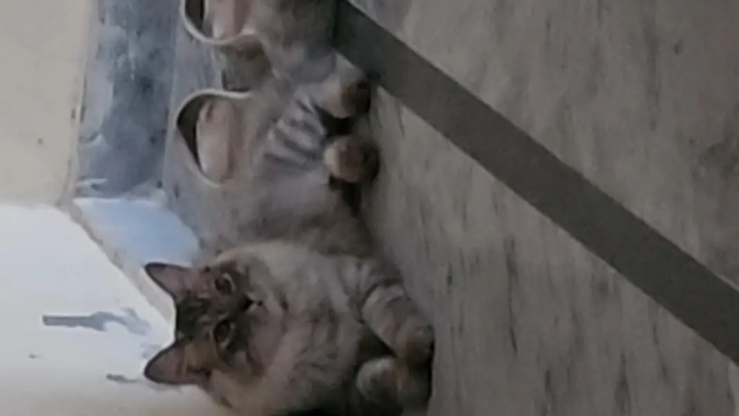 Persian Cat for Sell — photo 2