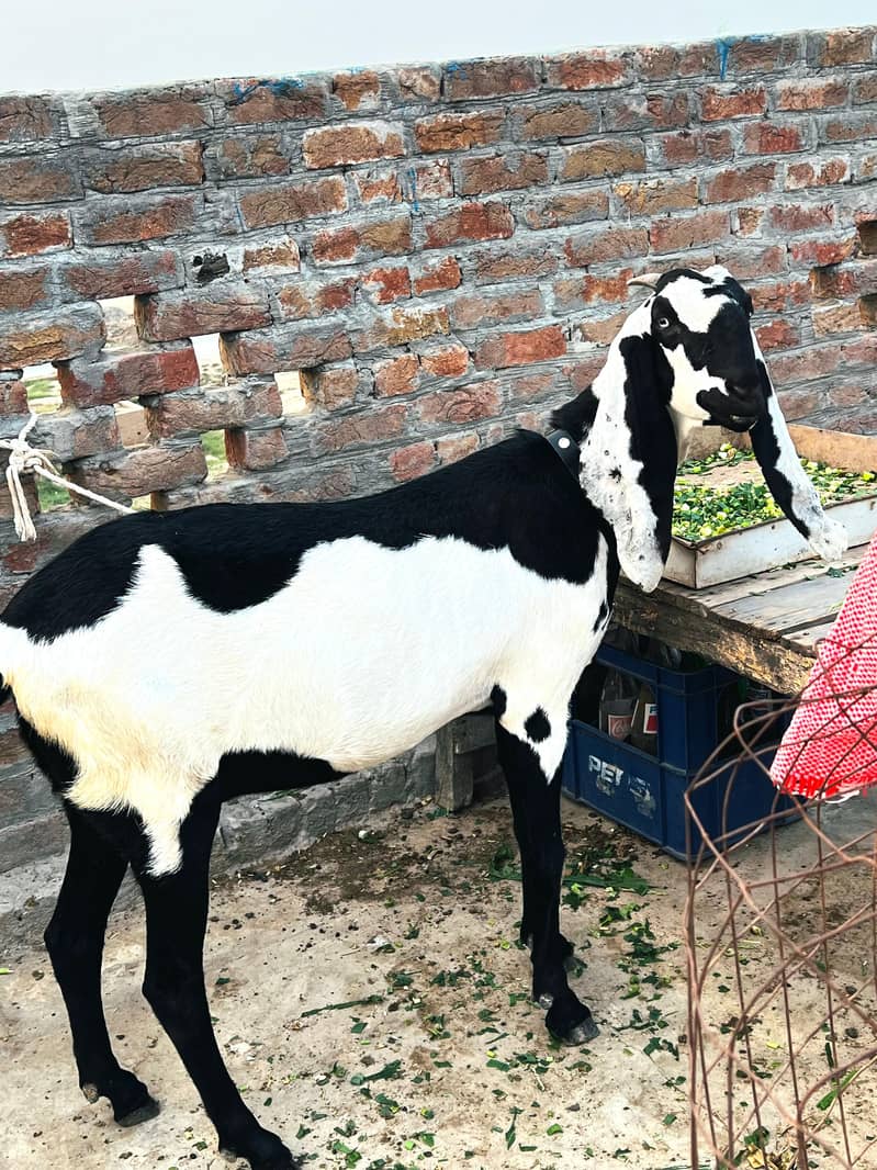 Beetal bakri 0
