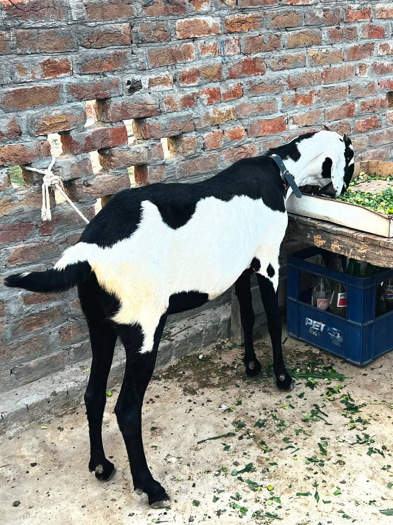 Beetal bakri 1