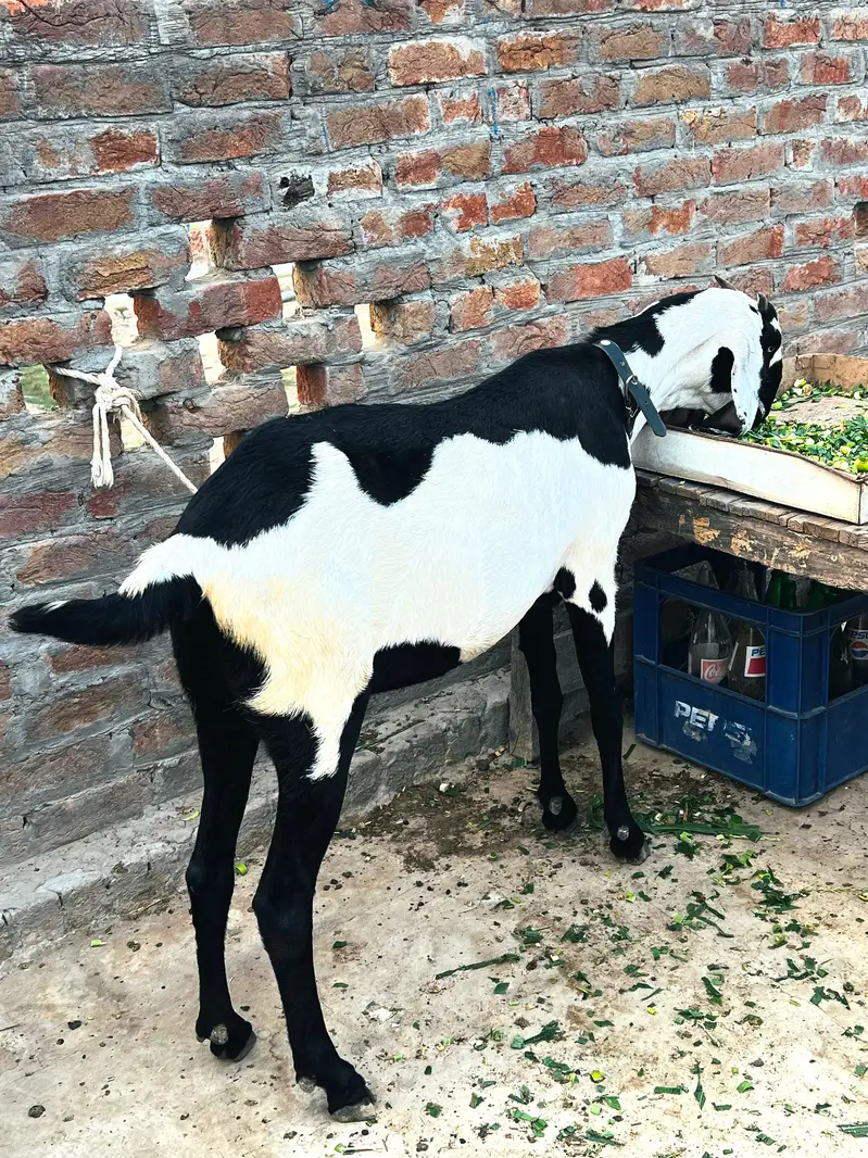 Beetal bakri — photo 2