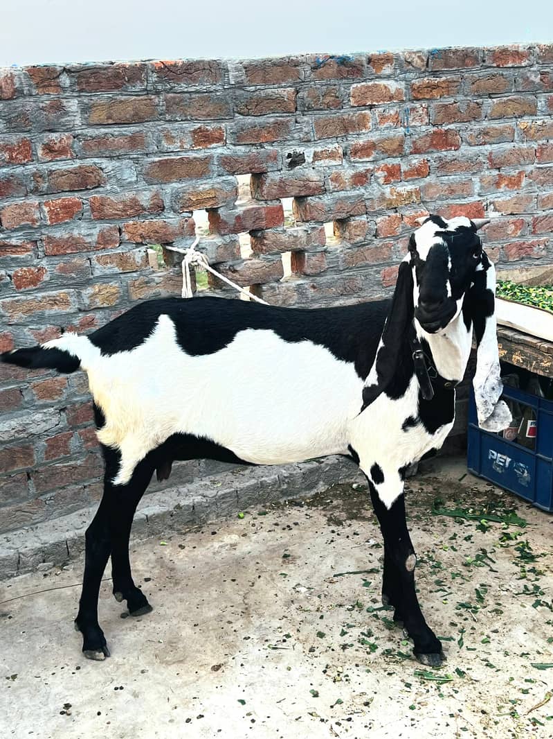 Beetal bakri 2