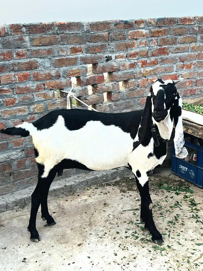 Beetal bakri — photo 3