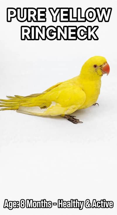 Yellow Ringneck Parrot - Hand Tame - Red Eyes