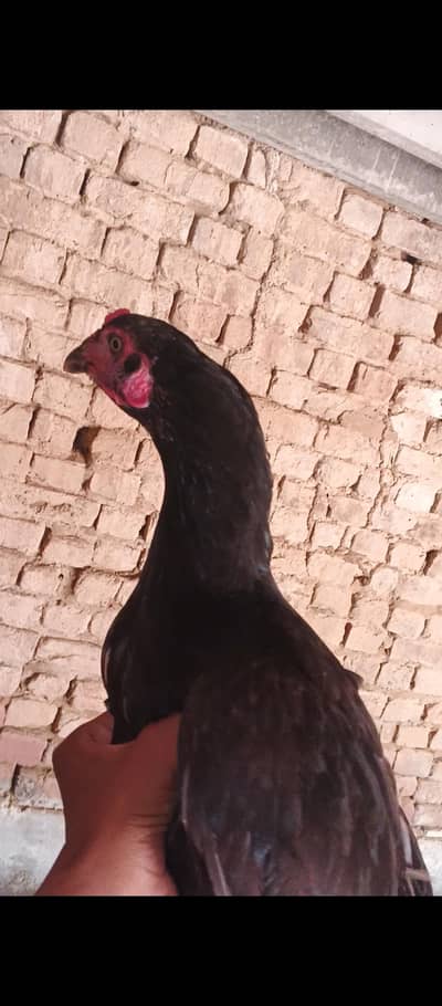 4 aseel high quality hens