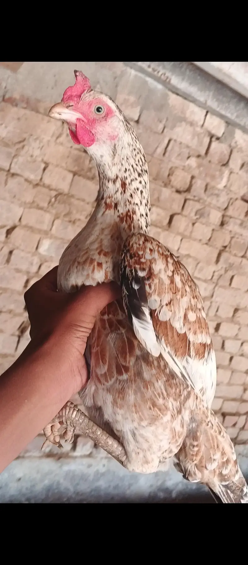 4 aseel high quality hens — photo 2