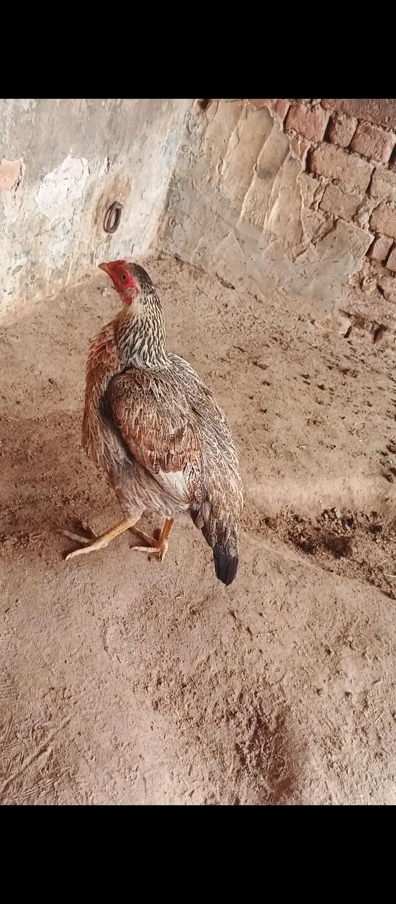 4 aseel high quality hens — photo 3