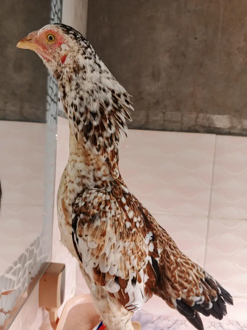 4 aseel high quality hens — photo 4