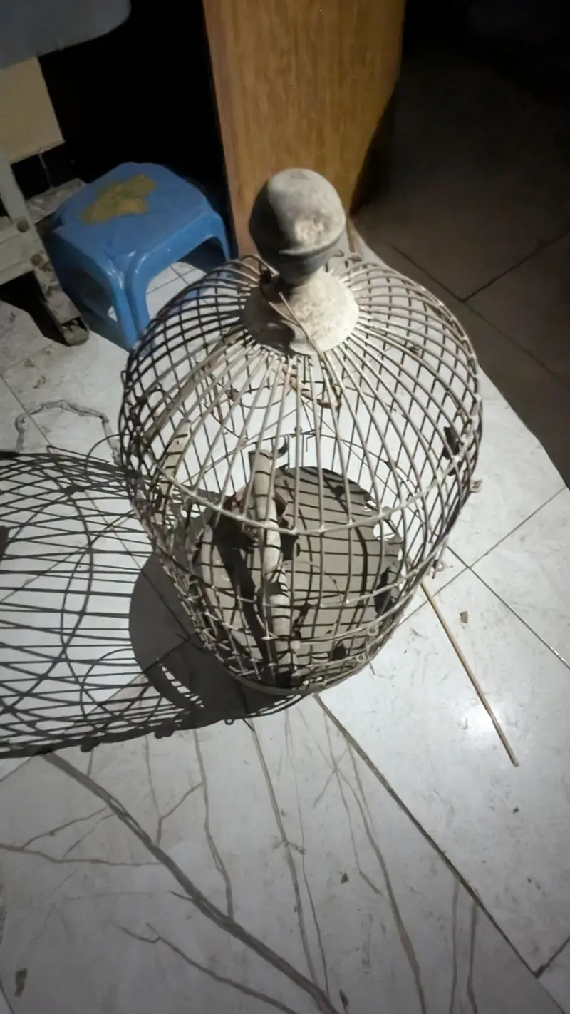 Bird Cage – Large Size — photo 2