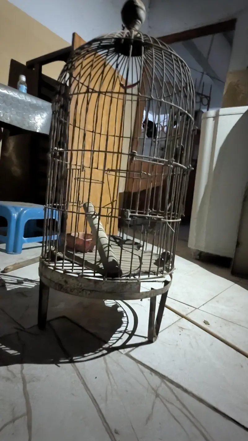 Bird Cage – Large Size — photo 3
