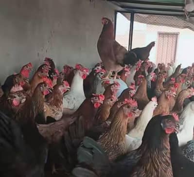 Golden Misri Murghi Weight 1000grm availale / Golden Misri hen