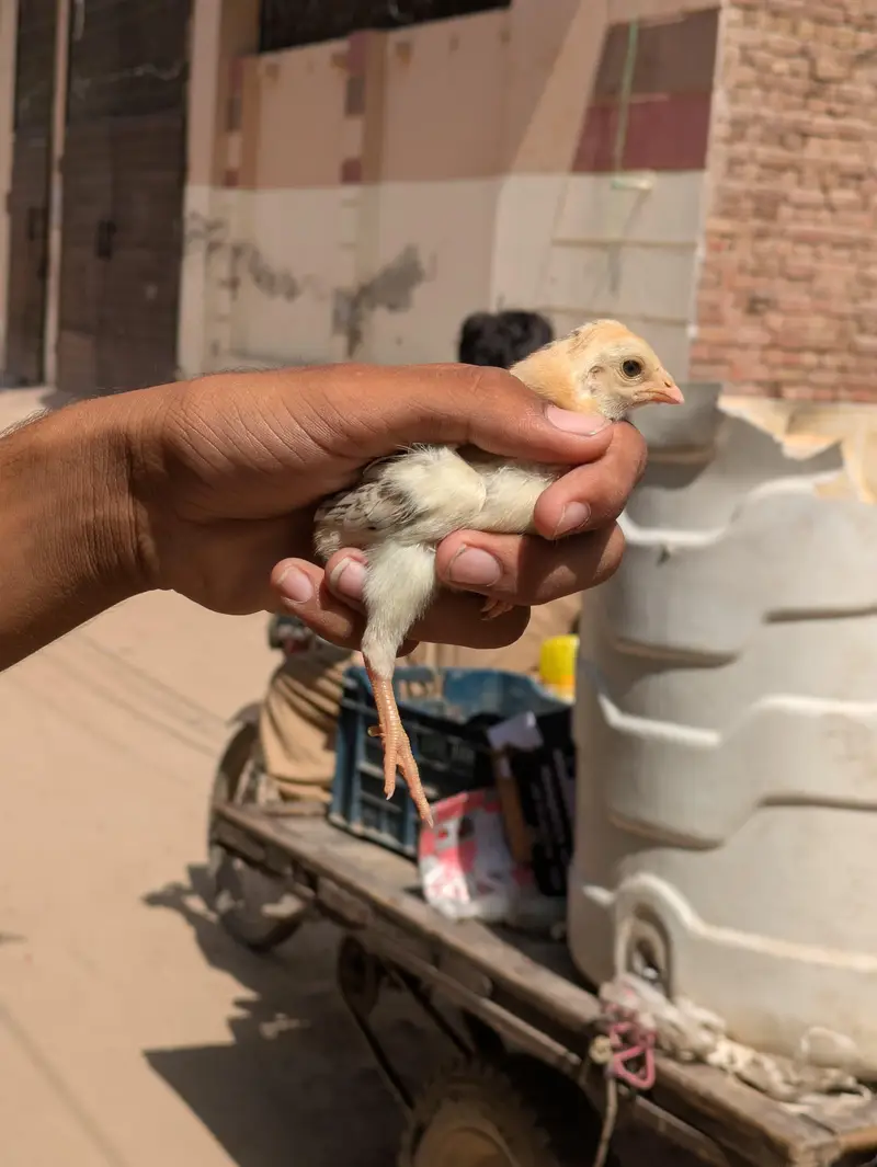High Quality chicks Full Healthy and Active — photo 3