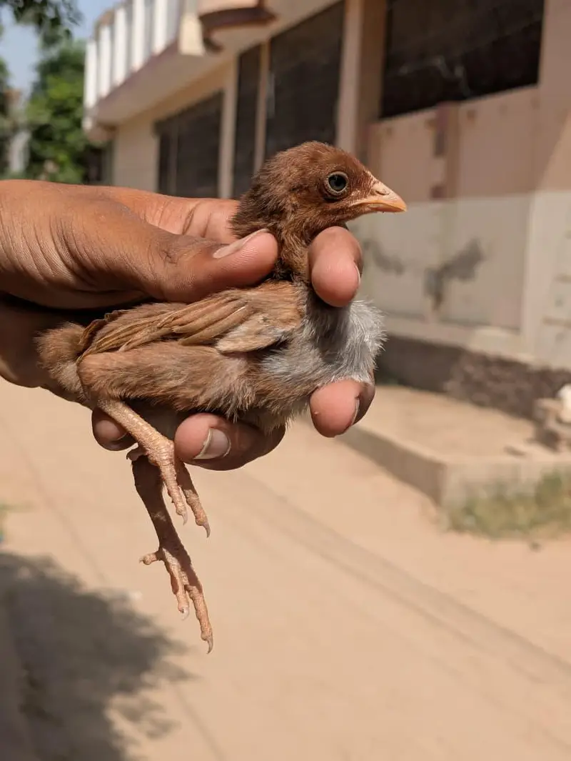 High Quality chicks Full Healthy and Active — photo 4