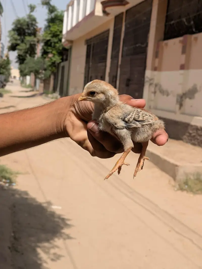High Quality chicks Full Healthy and Active — photo 5