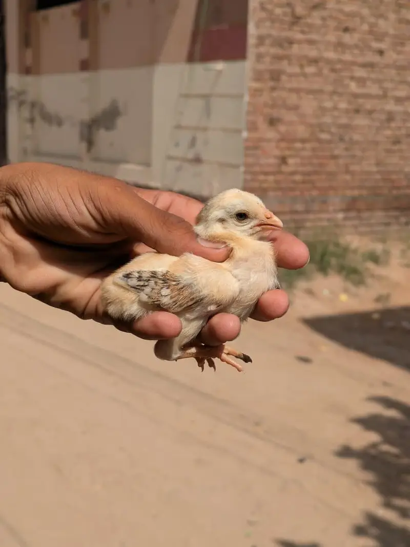 High Quality chicks Full Healthy and Active — photo 6