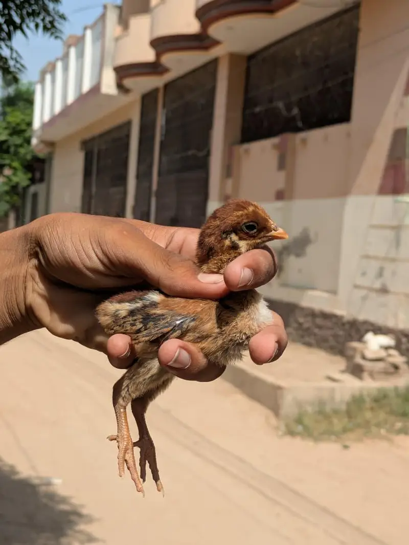 High Quality chicks Full Healthy and Active — photo 7