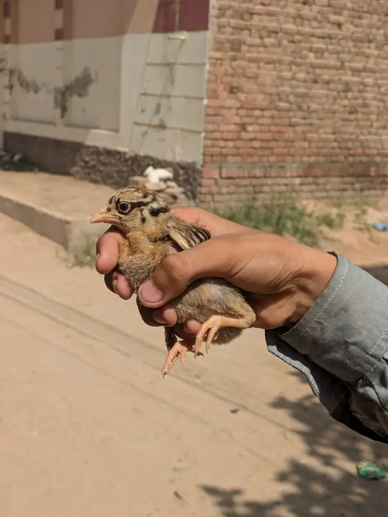 High Quality chicks Full Healthy and Active — photo 8