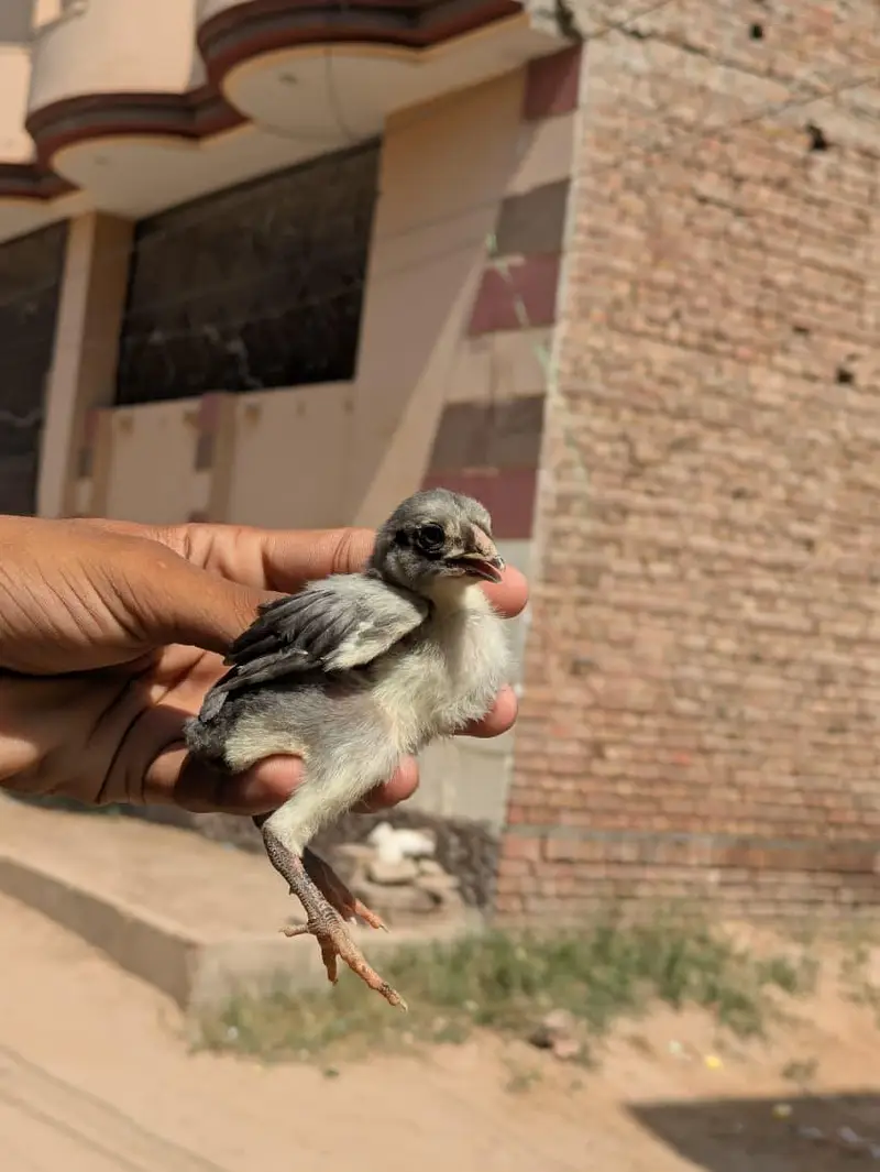 High Quality chicks Full Healthy and Active — photo 9