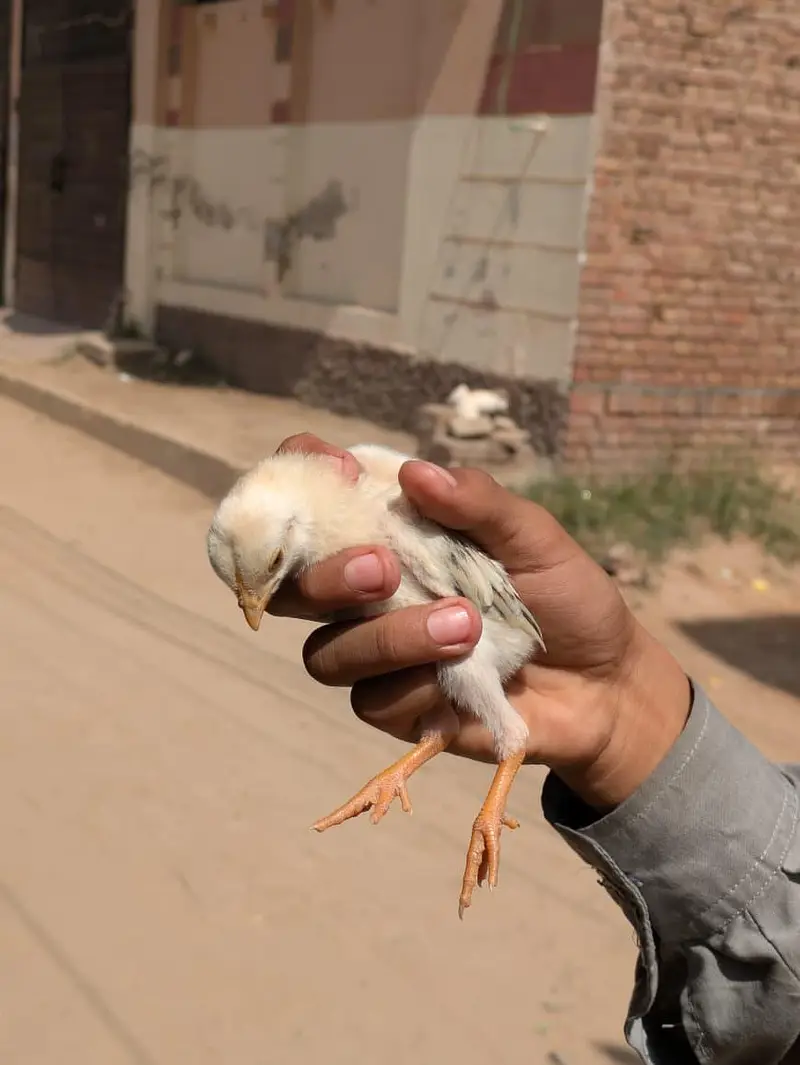High Quality chicks Full Healthy and Active — photo 10