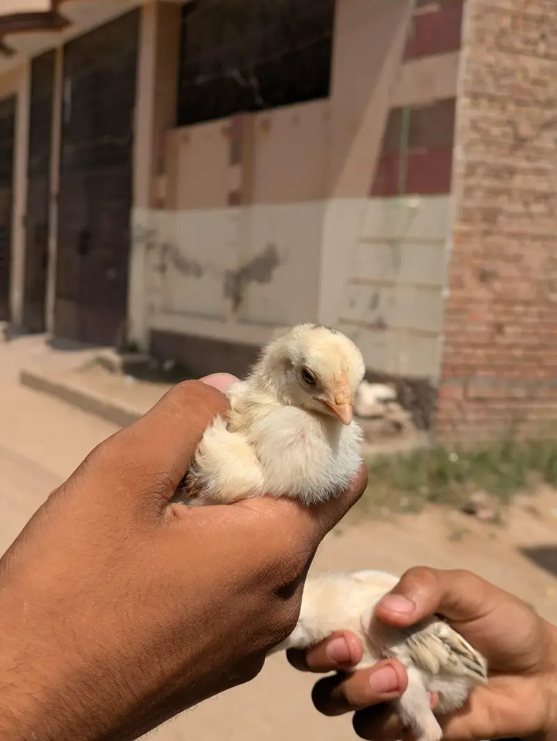 High Quality chicks Full Healthy and Active — photo 11