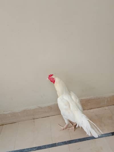 heera aseel murga and cheena murgi