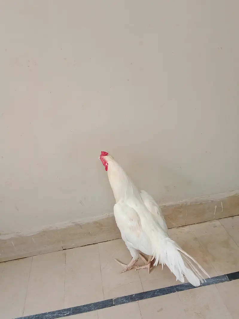 heera aseel murga and cheena murgi — photo 2