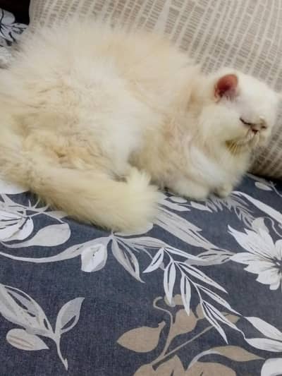 Peke Female Cat