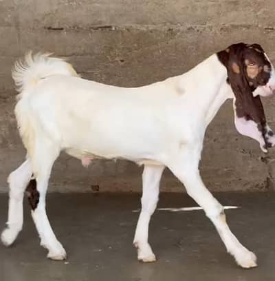 Bakre Wala shoqeeno ki chat