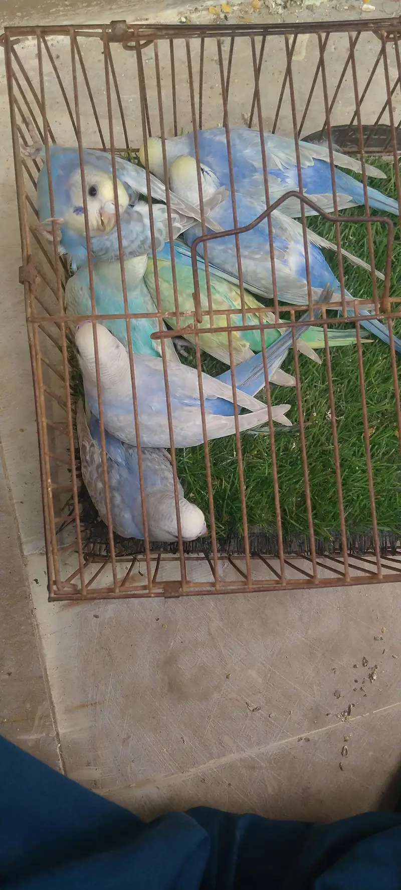 rainbow budgies — photo 2