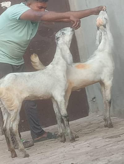 Desi jori sale kheeri