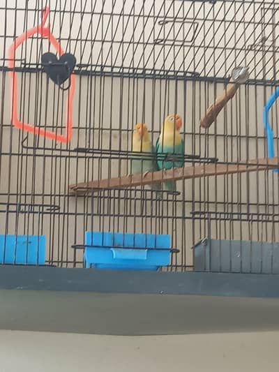 breeder pair for sale