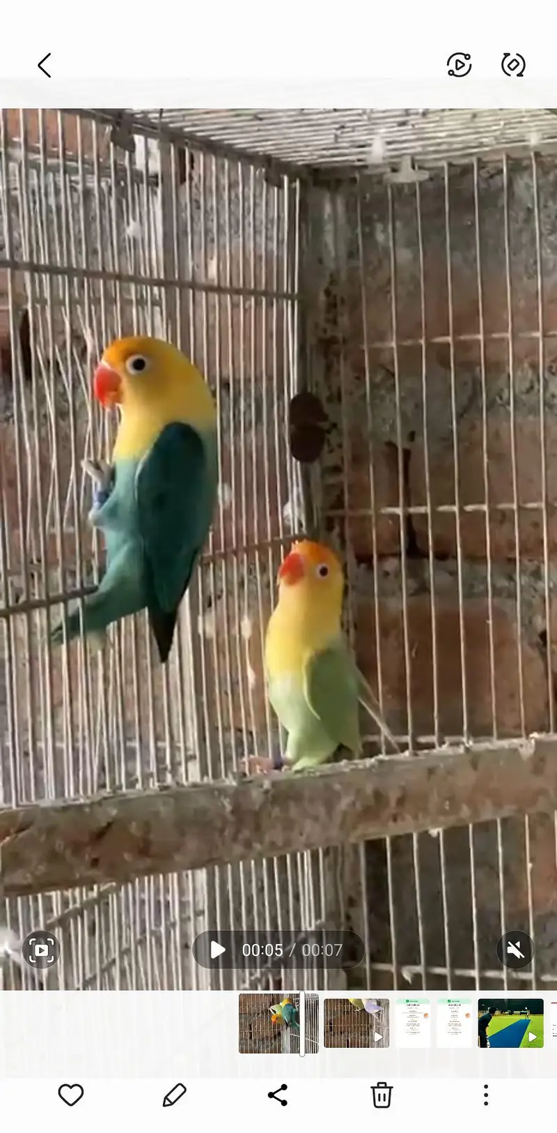 breeder pair for sale — photo 2
