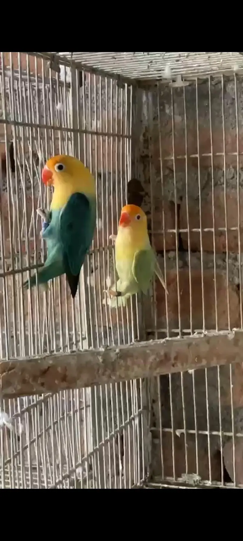 breeder pair for sale — photo 3