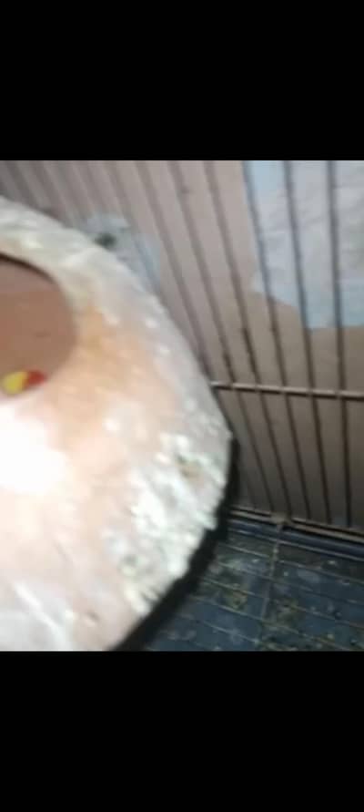 Lovebird