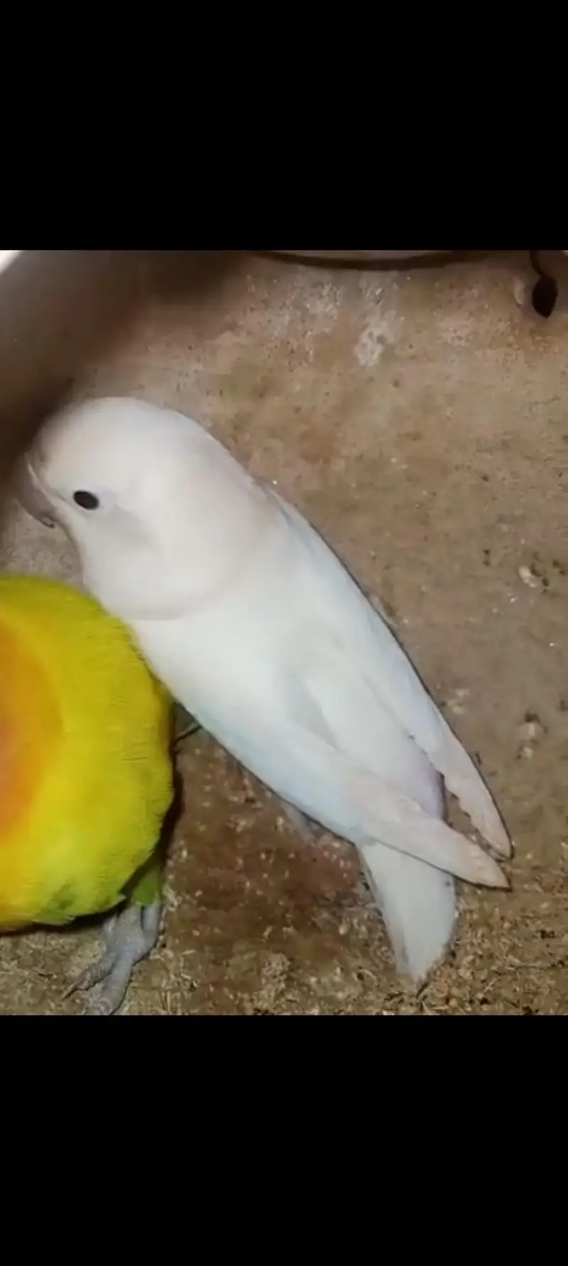 Lovebird — photo 2