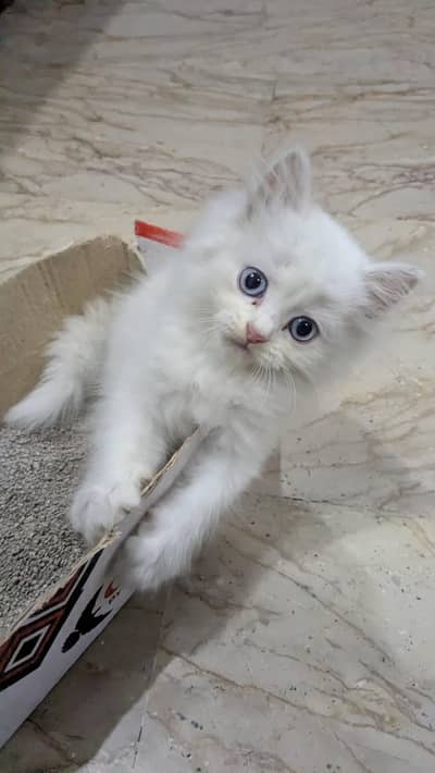 Persian female kitten