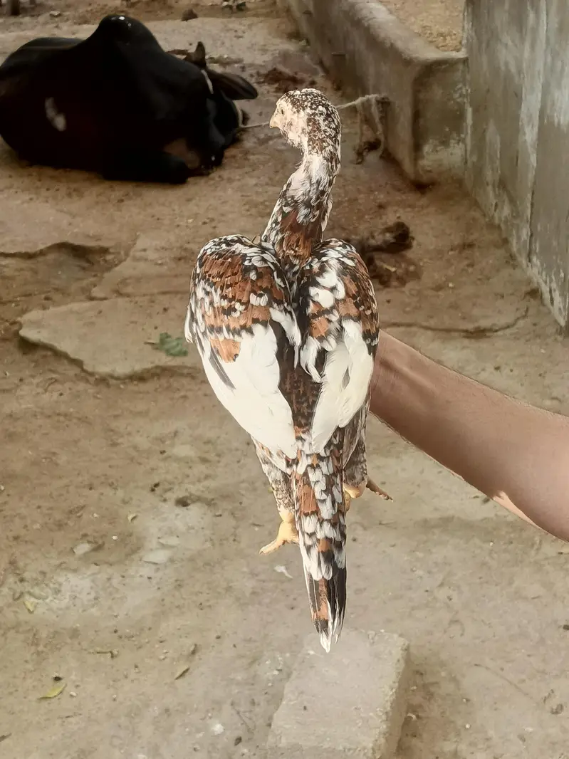 Aseel quality chicks — photo 8