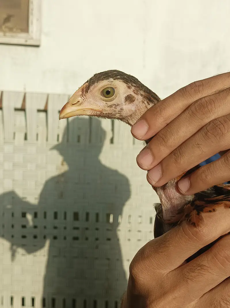 Aseel quality chicks — photo 9